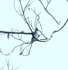 Muscicapa griseisticta