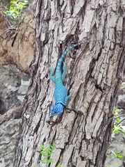 Sceloporus minor cyaneus