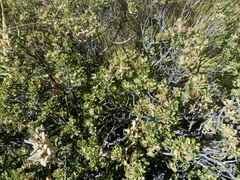 Baccharis