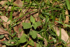 Teucrium argutum