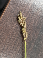 Carex subfusca
