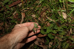 Teucrium argutum
