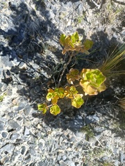 Baccharis