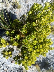 Baccharis