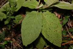 Solanum densevestitum
