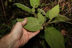 Solanum densevestitum