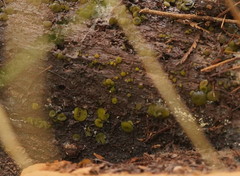 Chlorencoelia versiformis