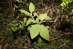 Solanum densevestitum