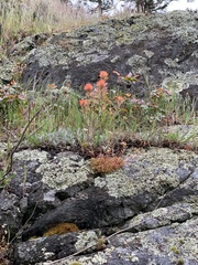 Castilleja rupicola