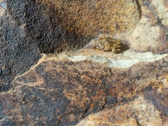 Pleurodema marmoratum