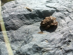 Pleurodema marmoratum