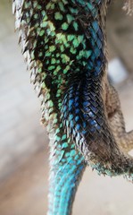 Sceloporus horridus