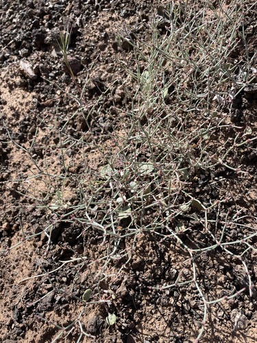 Image of Eriogonum palmerianum by (c) Matt Berger, some rights reserved (CC BY)
