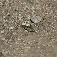 Trimerotropis occidentalis