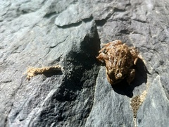 Pleurodema marmoratum