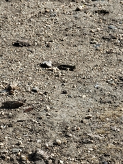 Trimerotropis occidentalis