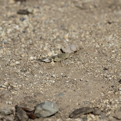 Trimerotropis occidentalis