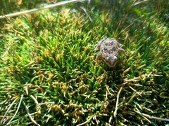 Pleurodema marmoratum