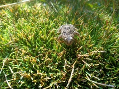 Pleurodema marmoratum