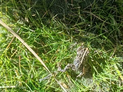 Pleurodema marmoratum