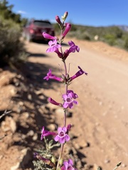 Penstemon confusus