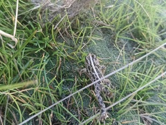 Pleurodema marmoratum