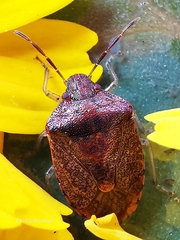 Dryadocoris apicalis