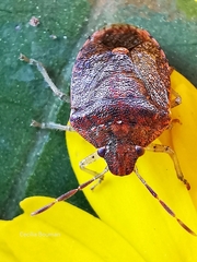 Dryadocoris apicalis