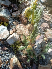 Caiophora chuquitensis