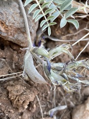 Astragalus argophyllus panguicensis