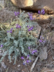 Astragalus argophyllus panguicensis