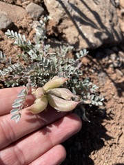 Astragalus argophyllus panguicensis