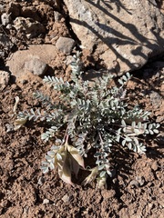 Astragalus argophyllus panguicensis