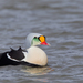 King Eider - Photo (c) Paul Cools, some rights reserved (CC BY-NC), uploaded by Paul Cools