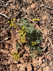 Cymopterus purpureus