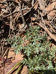 Cymopterus purpureus