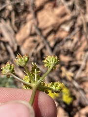 Cymopterus purpureus