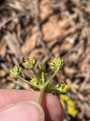 Cymopterus purpureus