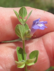 Scutellaria parvula