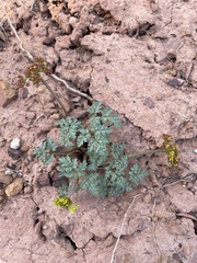 Cymopterus purpureus