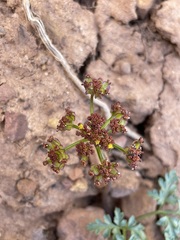 Cymopterus purpureus