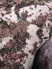 Lithothamnion phymatodeum