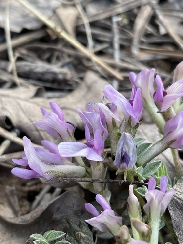 Image of Astragalus concordius by (c) Matt Berger, some rights reserved (CC BY)