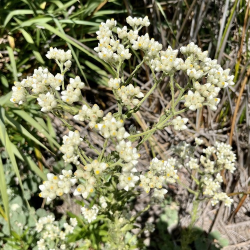 iNaturalist observation photo of California cudweed