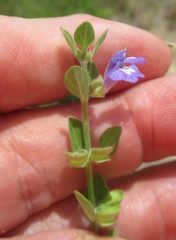 Scutellaria parvula