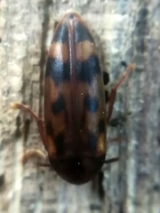 Orchesia undulata