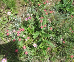 Jamesbrittenia breviflora