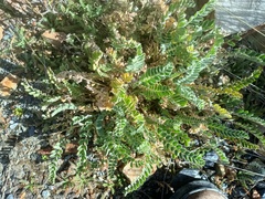 Astragalus arequipensis
