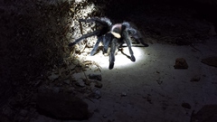 Brachypelma albiceps