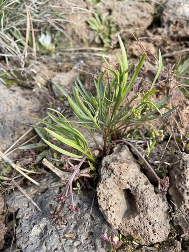 Image of Lomatium linearifolium by (c) Matt Berger, some rights reserved (CC BY)